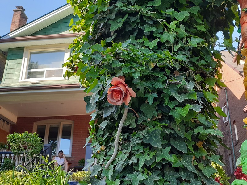 This is a picture of a flower growing from a plant in a person's front yard. A man can be seen seated in a chair in the background on his porch. 