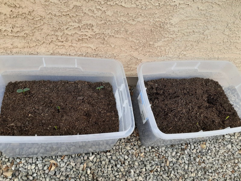This is a picture of two plastic tubs of dirt resting on a bed gravel. Small buds of plants can be seen sprouting from the dirt. 