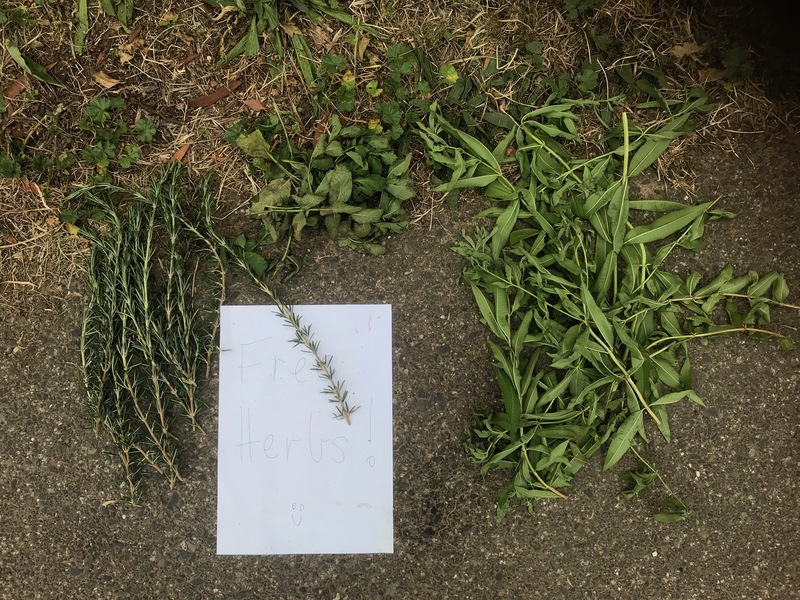 Multiple types of herbs on the ground with a paper sign that says: Free herbs!