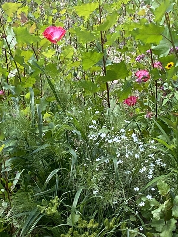 Pink, yellow, and white wildflowers with greenery.