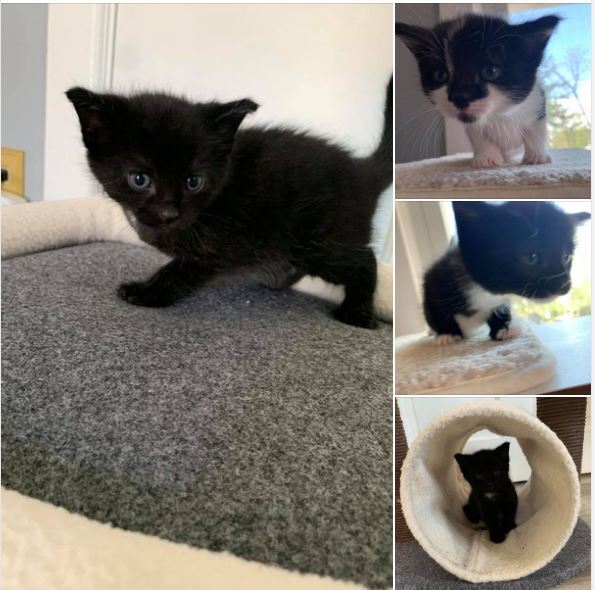 This is a series of pictures that show a small black kitten. 