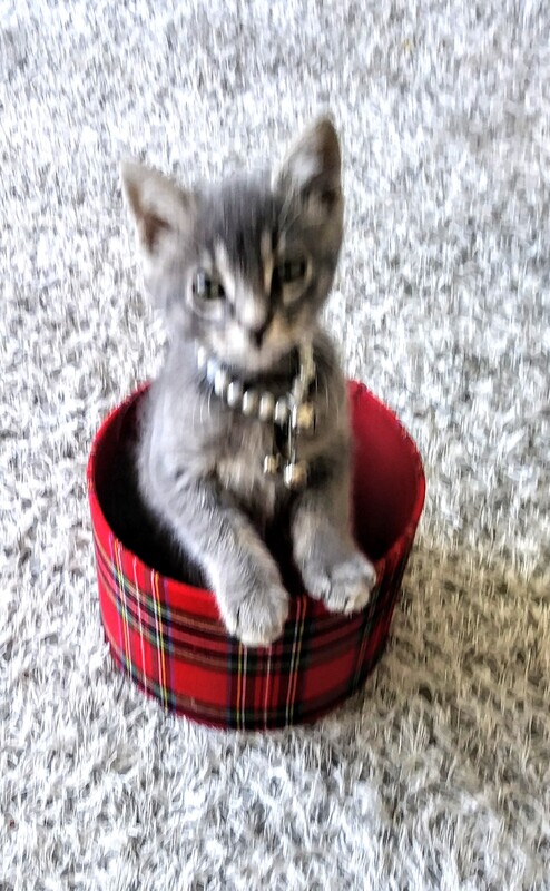 This is a picture of a kitten a person bought during the pandemic sitting in what appears to be a plaid colored hat box. The kitten is wearing a collar with bells attached to it. 