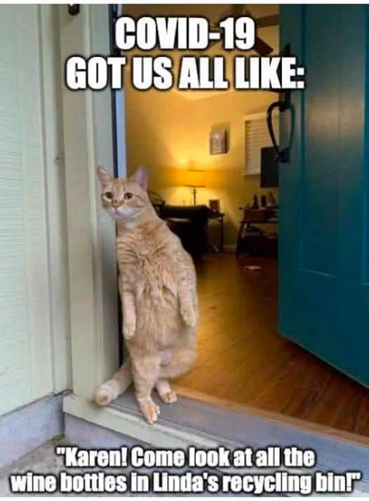 This is a picture of a meme that is related to the COVID-19 pandemic. It depicts a cat looking cautiously out of a open doorway while balancing on its hind legs. It is captioned: "COVID-19 got us all like: 'Karen! Come look at all the wine bottles in Linda's recycling bin!"