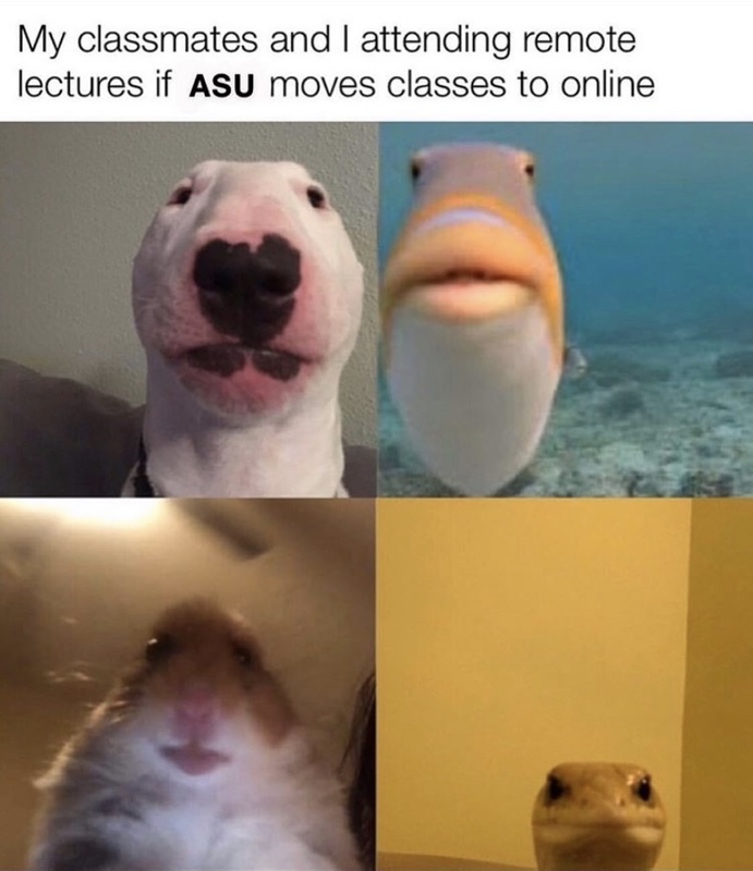 A meme that says: "My classmates and I attending remote lectures if ASU moves to online" that has four squares in it. The upper left square has a white dog with a spotted black nose making a straight face with a green wall behind it, the upper right square shows a grey, orange, and white fish with big orange lips with the ocean behind it, the lower left square shows a brown and white hamster making a straight face in a beige room, the lower right square shows a snack in a yellow room also making a straight face. 