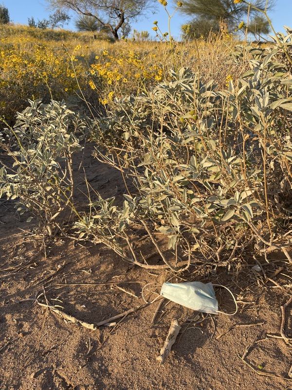 This is a picture of a face mask that has been discarded at the base of a bush, which has blooming yellow flowers sprouting from it. More plants and trees can be seen in the background. 