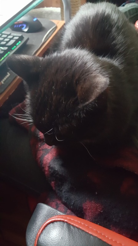 A black kitten sitting on someone's lap.