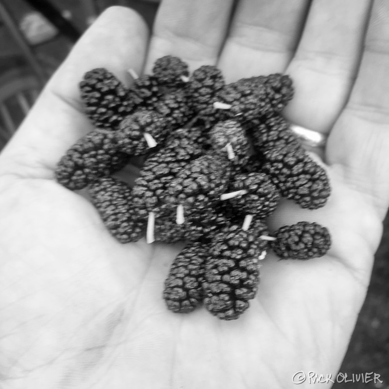 A hand is holding mulberries. 