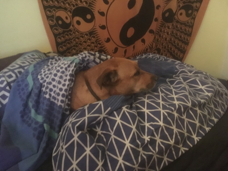 A brown dog is tucked in and wrapped in blue and white blankets. 