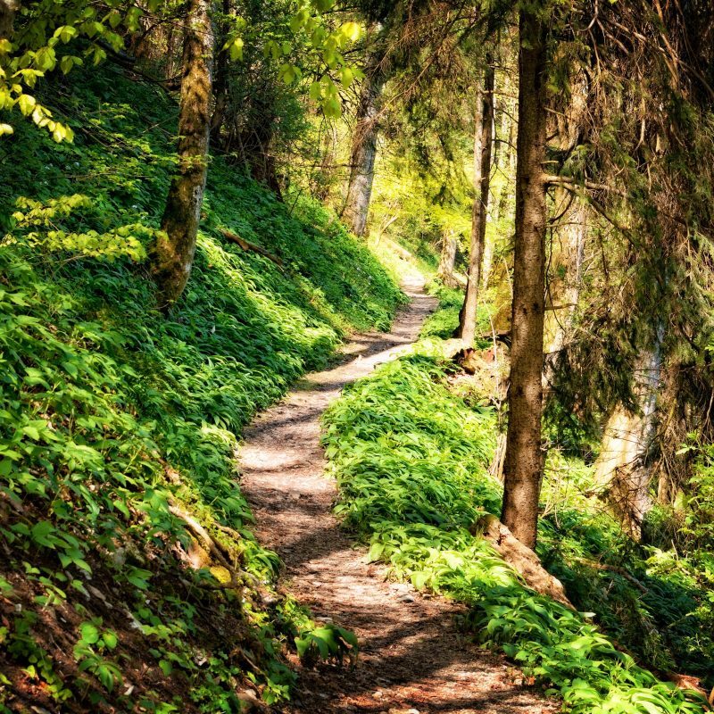 This is a picture of a hiking trail which winds through a lush, green forest. 