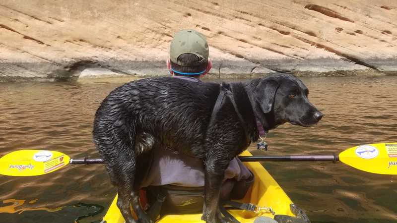 A black lab is standing on a yellow kayak behind someone who is rowing. 
