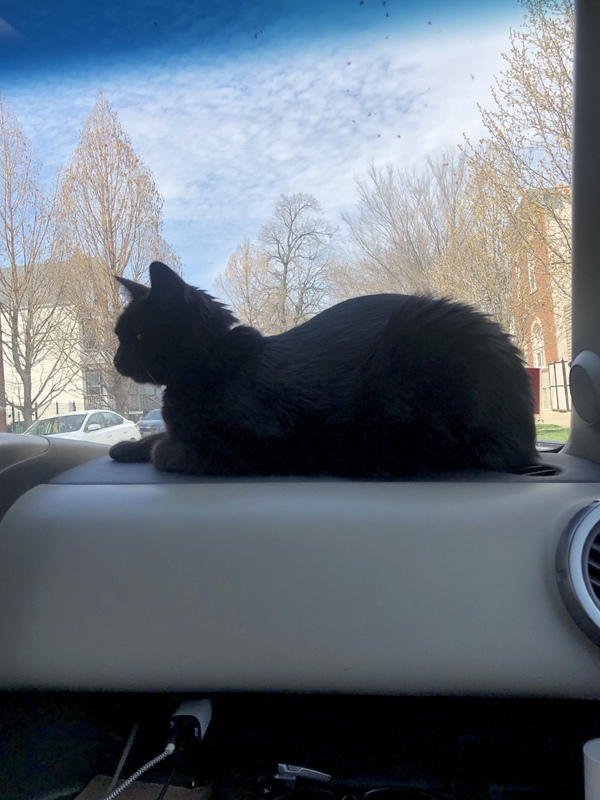 A black cat sitting in a car.