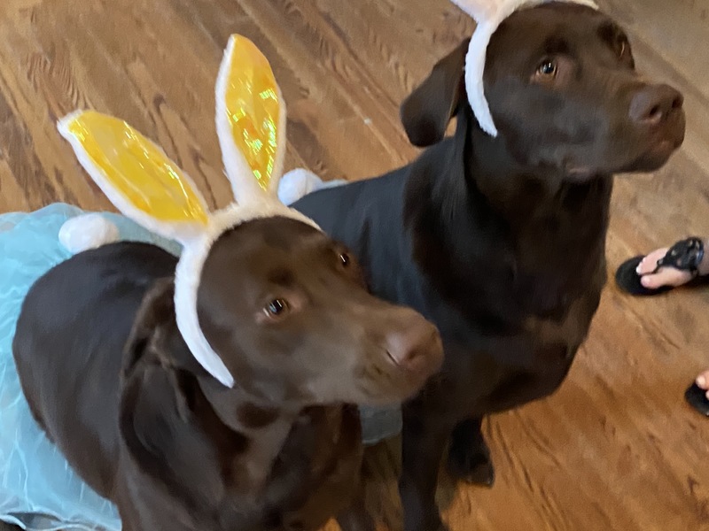 Photo of two brown labrador retrievers wearing bunny ear headbands and blue skirts with bunny tails. 