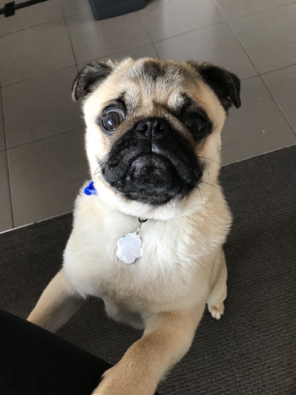 A picture of a pug that was adopted during the COVID-19 pandemic. 