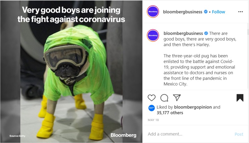 Screenshot of an Instagram post of a dog and a caption explaining that the dog will be trained as an emotional support animal for healthcare workers.