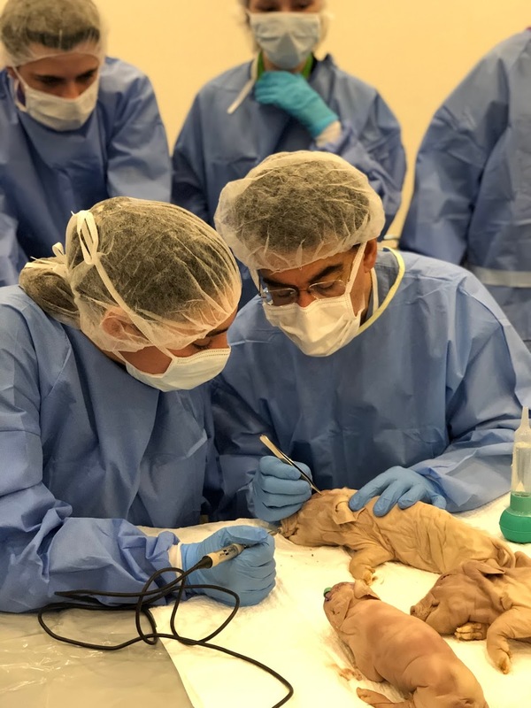Medical students in full PPE, two dissecting baby pigs while three in the background watch