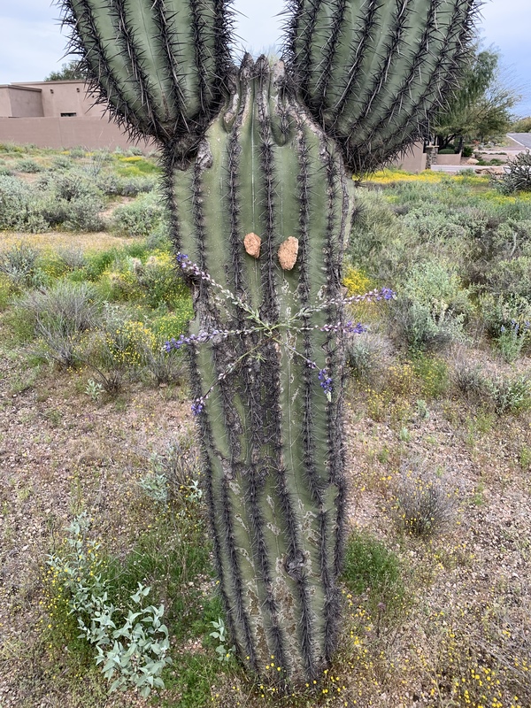 purple flowers attached to a cactus 