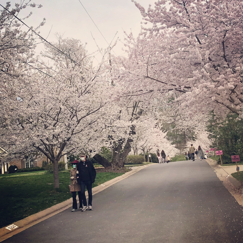 Photo of a street lined with cherry blossom trees. Small groups are seen walking down the road. In the foreground is a man and woman walking side by side wearing masks. 