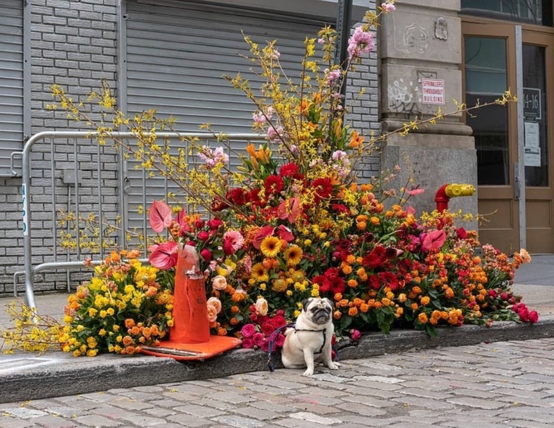 A dog sitting in front of a group of flowers. 