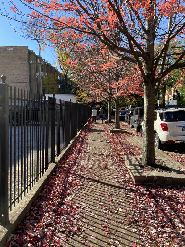 This is a picture of a city street littered with fallen leaves taken from the sidewalk. Parked cars line the street. 
