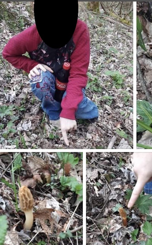 Child with blurred face pointing to a morel mushroom on the ground.
