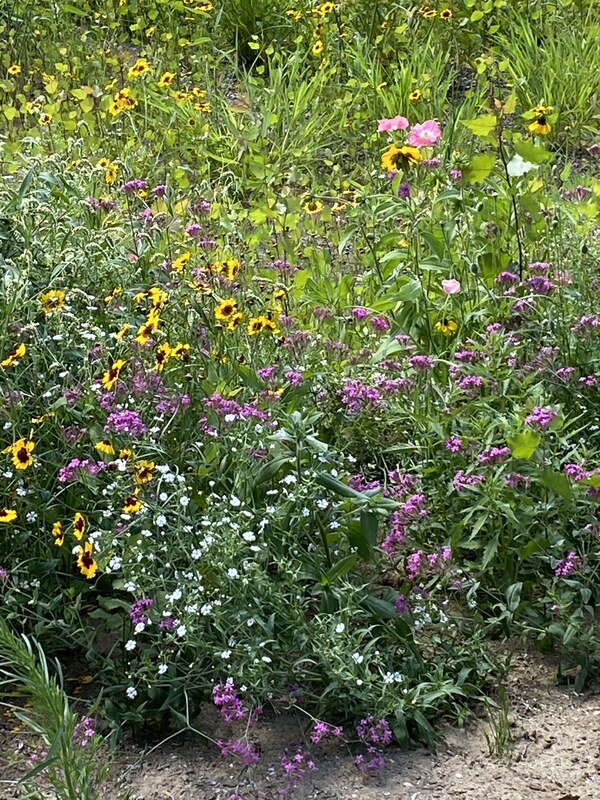 Purple, white, and yellow wildflowers.