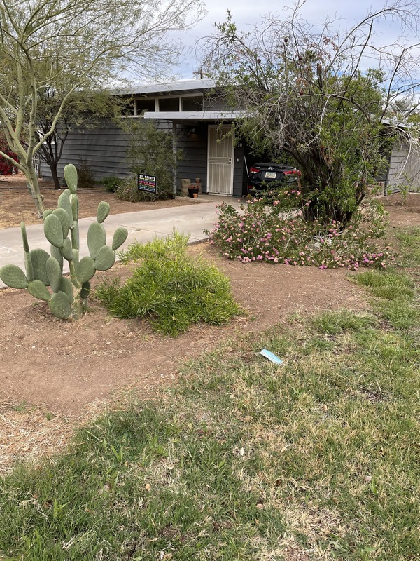 This is a picture of a discarded face mask sitting in a person's front yard. Several bushes, trees, and a prickly pear cactus can be seen in the background and foreground. 