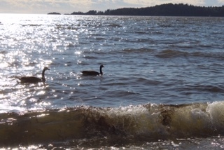 Two geese swimming in the water with a wave crashing and mountains in the distance. 