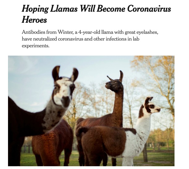 Screenshot of an news article with text, "HOPING LLAMAS WILL BECOME CORONAVIRUS HEROES." Below is a photo of four different llamas. 