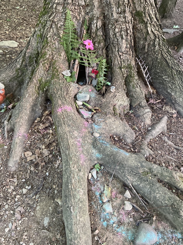 This is a picture of the roots of a large tree, with various rocks and smaller plants poking between them. 