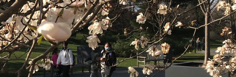 This is a picture taken from under a flowering tree, showing people walking down a public path wearing face masks. 
