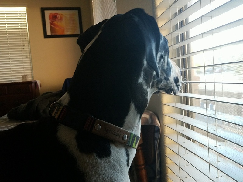 This is a picture of a dog, with a collar tag reading "Jackson" staring out of a window. 
