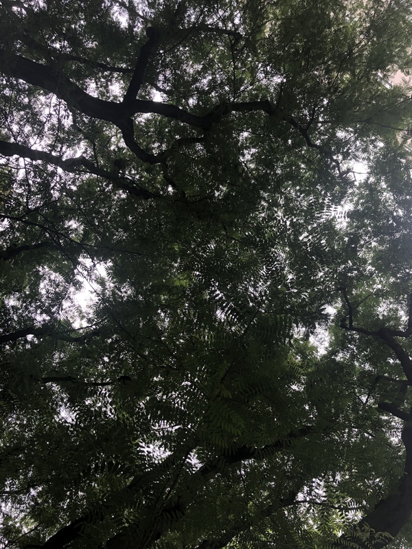 This is a picture of tree branches taken from an angle below. 