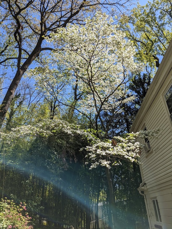 Large, skinny white flowering tree centered in the photo with other trees and foliage behind it. 