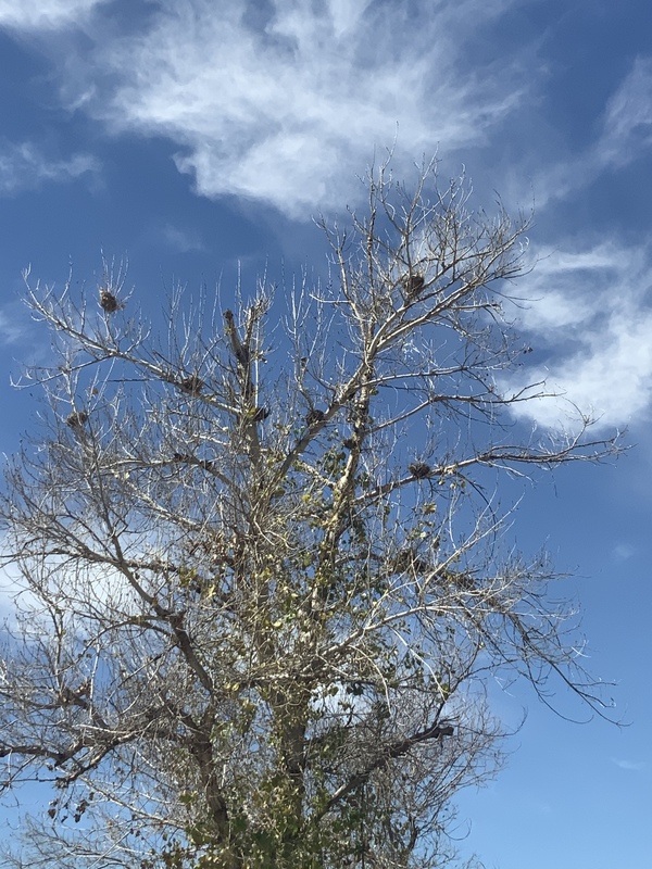 A tree without leaves against a blue sky. 