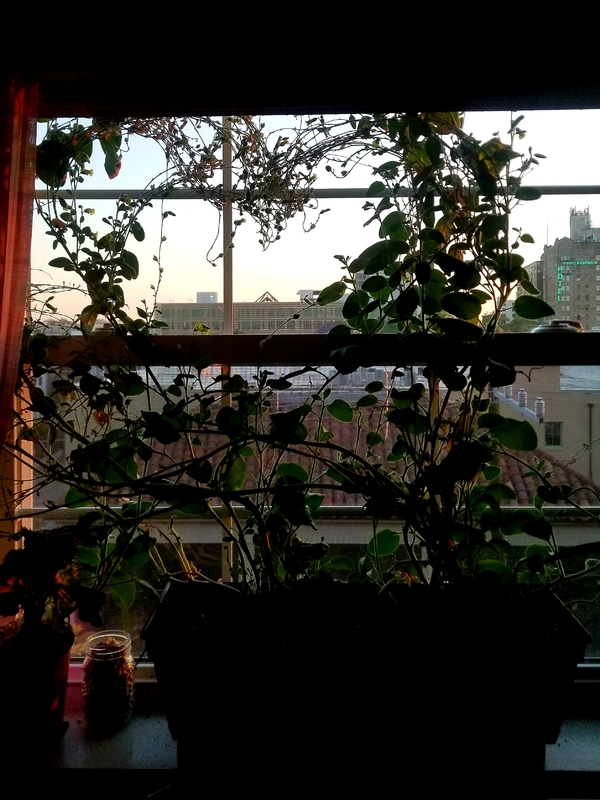 plant vine almost taking up the window so little light can come in