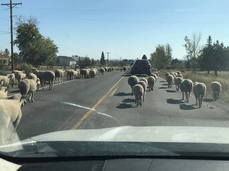 A picture taken by a driver of a herd of sheep blocking the road in front of their vehicle. 