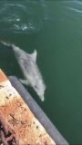 This is a picture of a dolphin taken from the edge of a canal in Venice, Italy. 