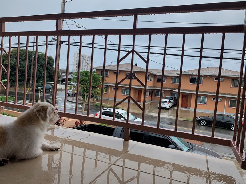 A dog watching a rainy street. 