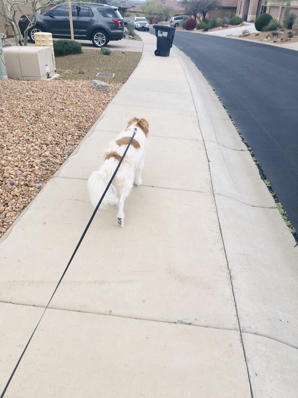 A white and brown dog is being walked on a black leash on a sidewalk in a neighborhood. 