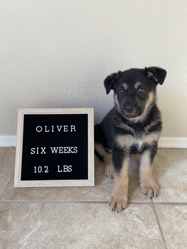 This is a picture taken of a puppy sitting next to a sign that reads "Oliver, six weeks old, 10.2 pounds."