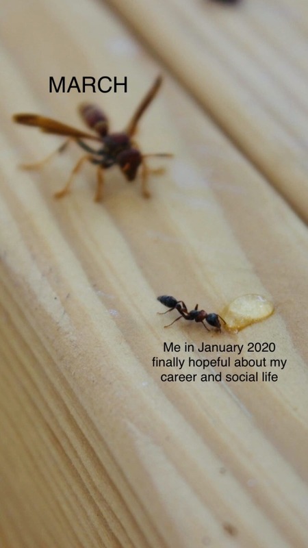 Meme of wasp in background and ant with honey in foreground. .  Text above wasp reads "March".  Text above ant reads "Me in January 2020 finally hopeful about my career and social life".