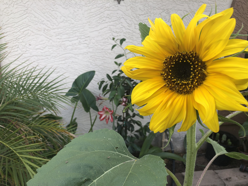 A sunflower and other plants.