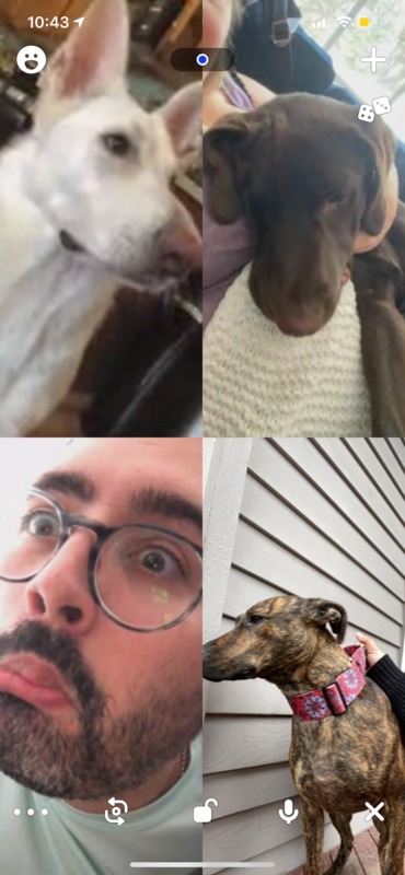 four images three dogs and a man in glasses