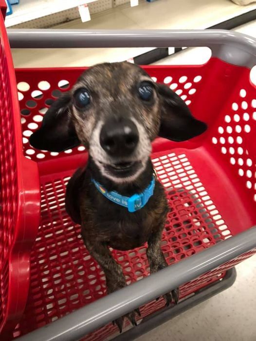 Small dog sitting in a Target shopping cart.