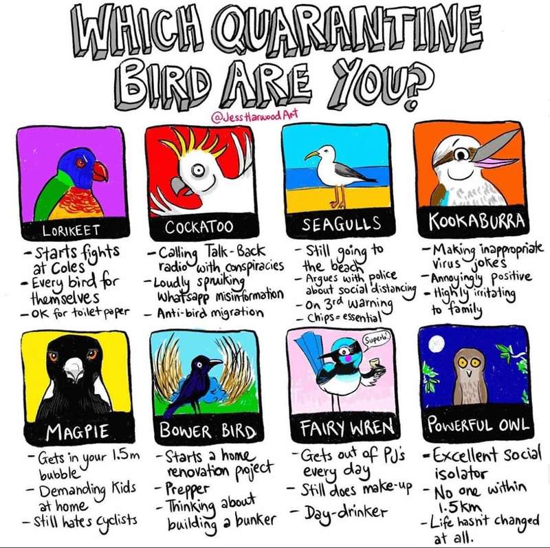 A comic asking "Which Quarantine Bird Are You?" with eight bird options to choose from. 