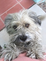 Medium-sized dog with brown eyes and curly, white and gray hair.