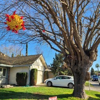 This is a picture taken of a person's front yard, in which a sign is planted that says "wear your mask". An image of a COVID-19 particle has been hung from a tree next to the drive way. 