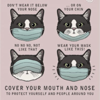 A graphic on social media featuring cats wearing masks in different ways.
