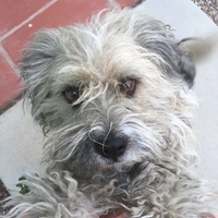 Medium-sized dog with brown eyes and curly, white and gray hair.