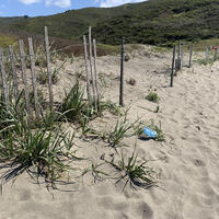 This is a picture of a face mask that has been discarded near a wooden fence by a sand dune. Rolling grassy hills can be seen in the background.